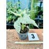 ALOCASIA ODORA VARIEGATED