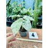 ALOCASIA ODORA VARIEGATED