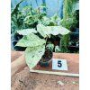 ALOCASIA ODORA VARIEGATED