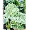 ALOCASIA ODORA VARIEGATED