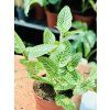 FITTONIA ALBIVENIS