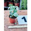 HOYA MATHILDE SPLASH