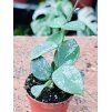 HOYA MATHILDE SPLASH