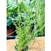 JUNCUS EFFUSUS SPIRALIS