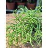 RHIPSALIS CASSUTHA