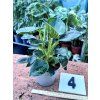 PHILODENDRON WHITE BIRKIN