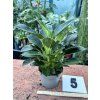 PHILODENDRON WHITE BIRKIN
