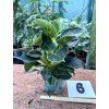 PHILODENDRON WHITE BIRKIN