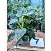 PHILODENDRON WHITE BIRKIN
