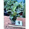 PHILODENDRON WHITE BIRKIN