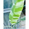 OBŘÍ MUSA FLORIDA VARIEGATED