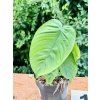 PHILODENDRON TENUE