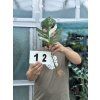 MONSTERA ALBO VARIEGATED ŘÍZKY