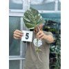 MONSTERA ALBO VARIEGATED ŘÍZKY