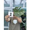 MONSTERA ALBO VARIEGATED ŘÍZKY