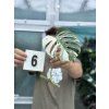 MONSTERA ALBO VARIEGATED ŘÍZKY