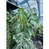 MONSTERA ALBO VARIEGATED ŘÍZKY