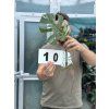 MONSTERA ALBO VARIEGATED ŘÍZKY