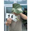 MONSTERA ALBO VARIEGATED ŘÍZKY