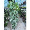 MONSTERA ALBO VARIEGATED ŘÍZKY
