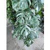 MONSTERA ALBO VARIEGATED ŘÍZKY