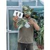 MONSTERA ALBO VARIEGATED ŘÍZKY