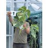 MONSTERA ALBO VARIEGATED ŘÍZKY