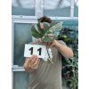MONSTERA ALBO VARIEGATED ŘÍZKY