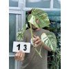 MONSTERA ALBO VARIEGATED ŘÍZKY