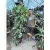 MONSTERA ALBO VARIEGATED ŘÍZKY