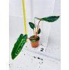 PHILODENDRON BILLIETIAE