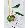 PHILODENDRON BILLIETIAE
