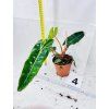 PHILODENDRON BILLIETIAE