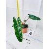 PHILODENDRON BILLIETIAE