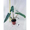 PHILODENDRON BILLIETIAE