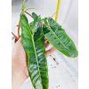 PHILODENDRON BILLIETIAE