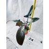 PHILODENDRON FLORIDA BRONZE