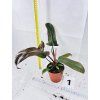 PHILODENDRON FLORIDA BRONZE