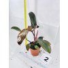 PHILODENDRON FLORIDA BRONZE