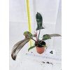 PHILODENDRON FLORIDA BRONZE