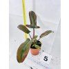 PHILODENDRON FLORIDA BRONZE