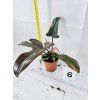 PHILODENDRON FLORIDA BRONZE