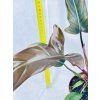 PHILODENDRON FLORIDA BRONZE