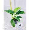 MONSTERA PINNATIPARTIA