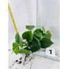PHILODENDRON SCANDENS