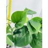 PHILODENDRON SCANDENS