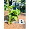 PHILODENDRON SCANDENS BRASIL