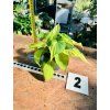 PHILODENDRON SCANDENS BRASIL