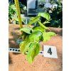 PHILODENDRON SCANDENS BRASIL