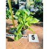 PHILODENDRON SCANDENS BRASIL